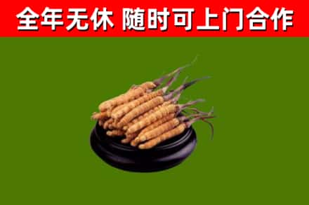 成都回收冬虫夏草