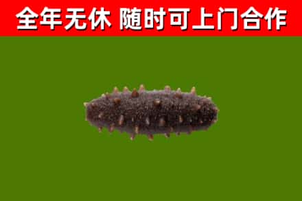 成都回收海参干